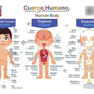 LAMINA DEL CUERPO HUMANO